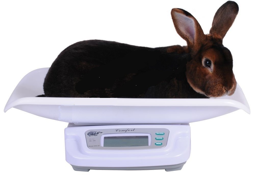 werknemer Vermindering wassen Digitale konijnenweegschaal